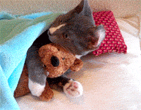 Котик укладывается спать с игрушкой 200x156 433KB Анимация GIF Кошки, котята