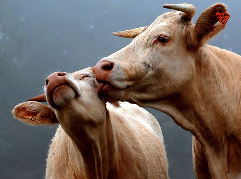 Коровья любовь 800x596 76KB Животные романтика