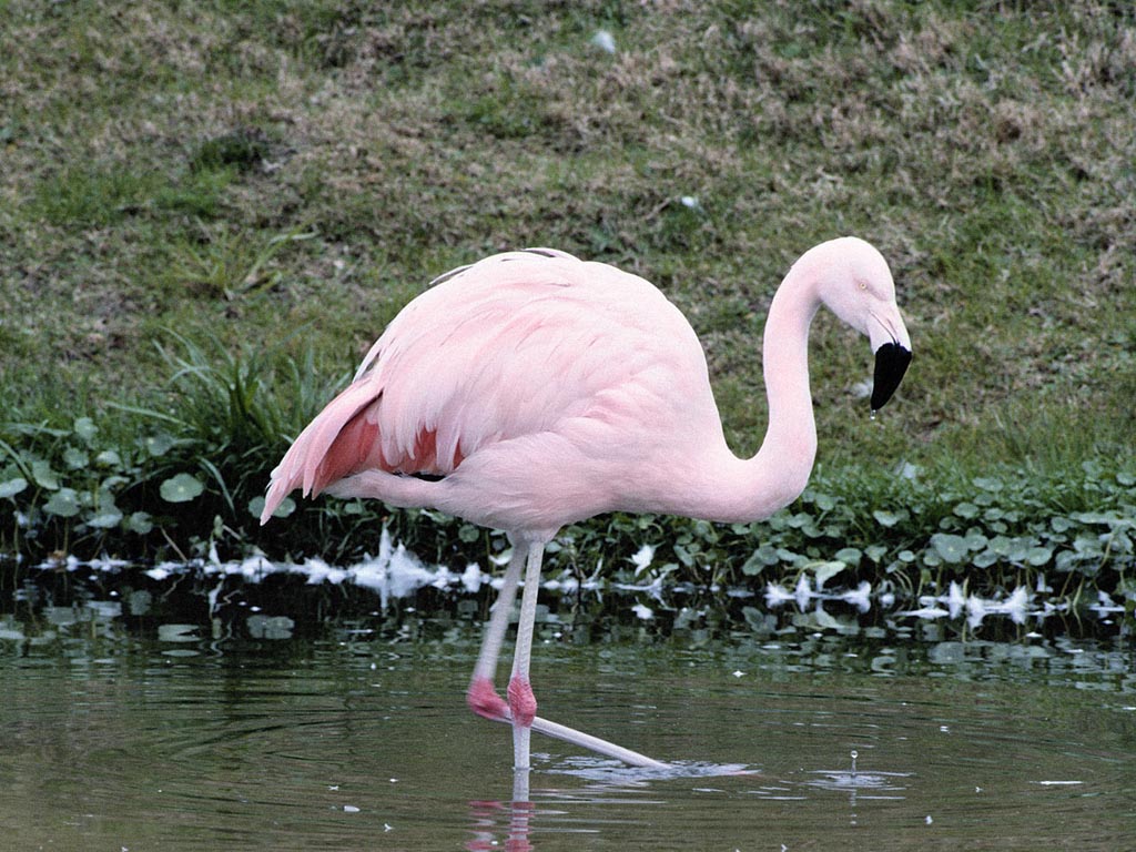 Розовый фламинго 1024x768 196KB Птицы